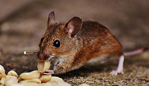 24 Hour & Emergency Exterminators in Cypress, TX